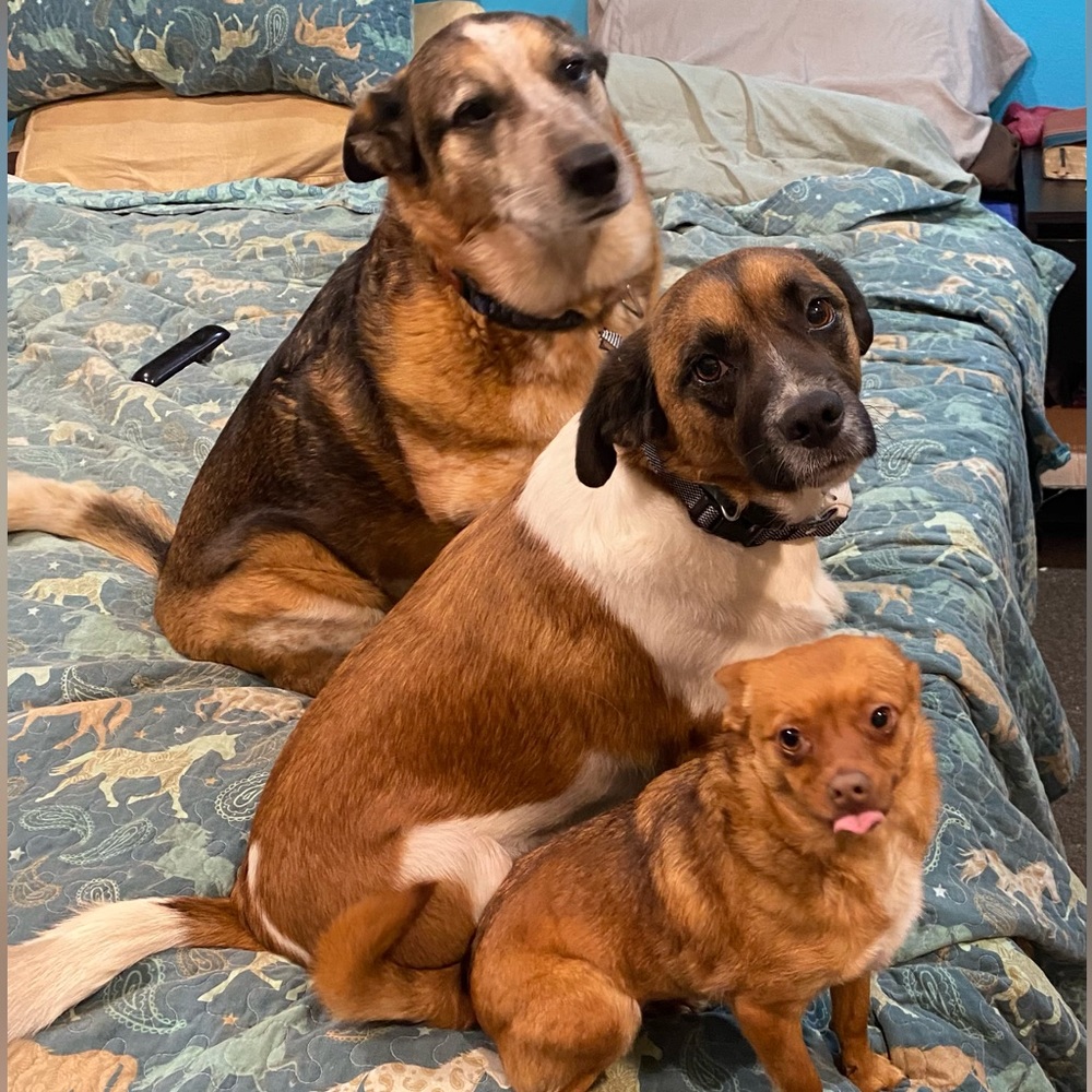 My 3 Pups!